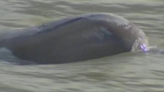 Whale in the River Thames, 2006
