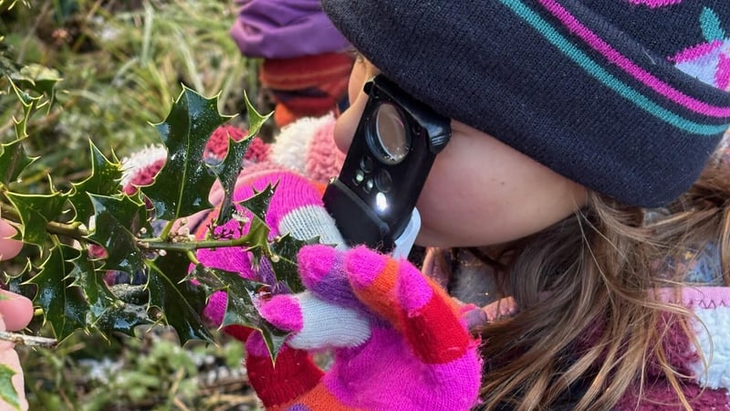 Nine-year-old Ada Ryan looking for holly flowers on her New Year Plant Hunt