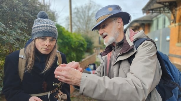 Russell and Sarah check that Annual Meadow-grass is actually in flower Image by Louise Marsh