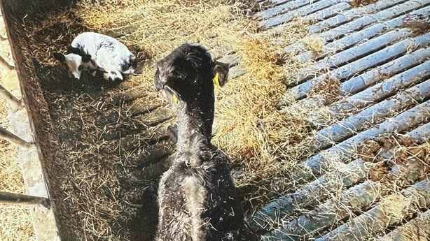 A photo of a malnourished cow and her calf
