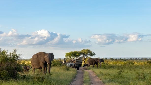 elephant family grazing