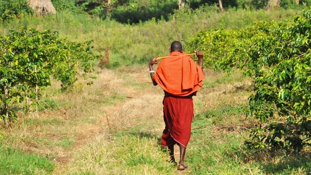 Coffee crop in Tanzania