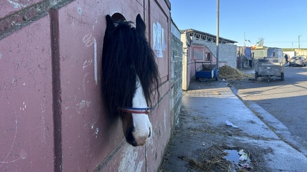 A horse peers its head out of a stable