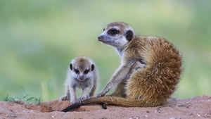 A Mob Of Meerkats show image