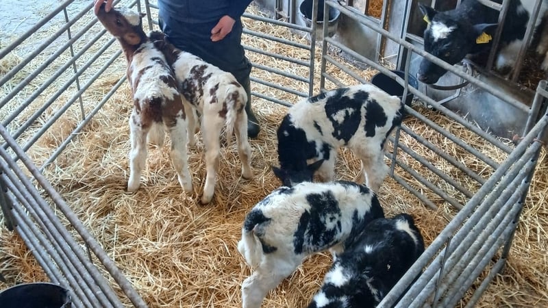Farmer Noel Moore said that the five calves are almost a fortnight old and are doing well