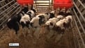Five calves 'powerful well' after record-equalling birth