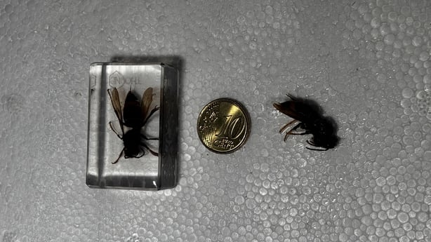 Two Asian hornets lie next to a ten cent coin 