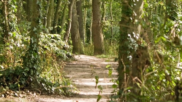 generic image of a path through a sunlit wood