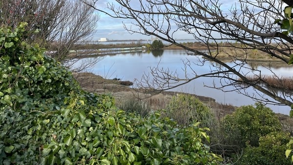 A saltmarsh is pictured in Booterstown, Dublin