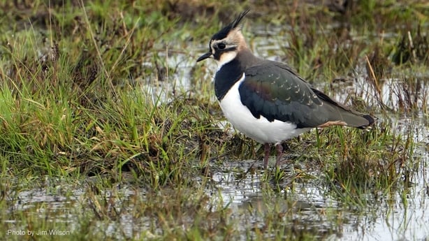A Lapwing bird is pictured on saltmarsh on Harper's Island in Cork