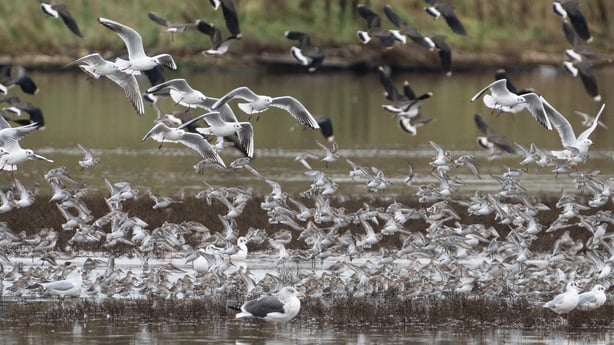 Dunlin and other wetland birds at Harper's Island Wetlands