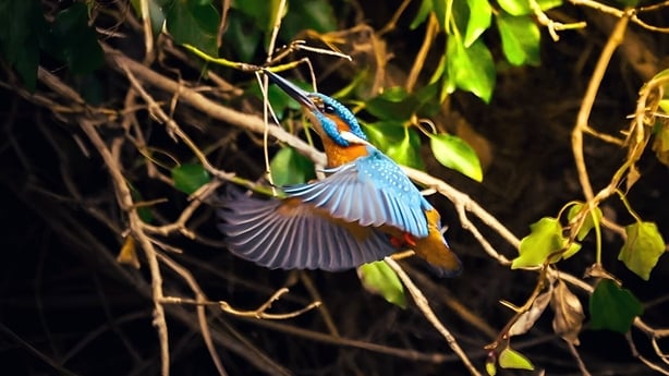 Kingfisher (photo by Yuming Lian)