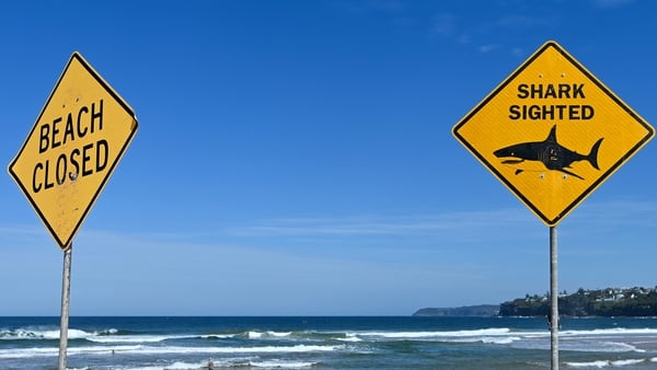Signs reading "Beach Closed" and "Shark Sighted" are put on at Long Reef Beach in sydney
