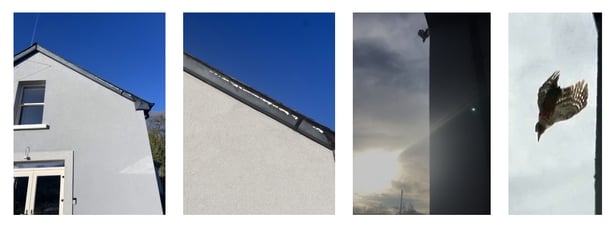 Woodpecker item (MGW190126)