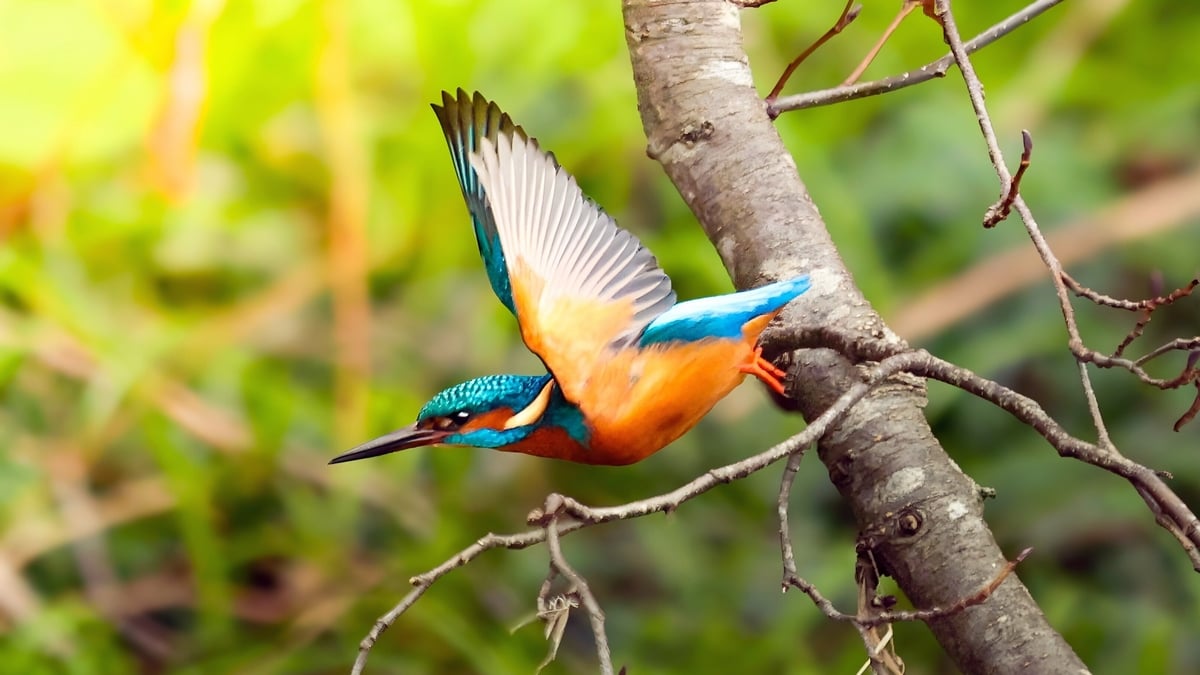 What’s The Key To Taking Great Photos Of Kingfishers? Patience!