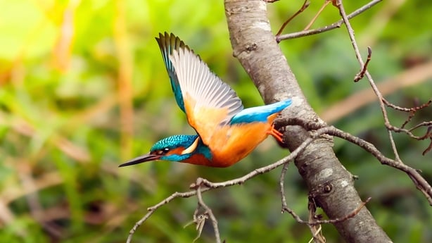 Kingfisher (photo by MGW listener Yuming Lian)