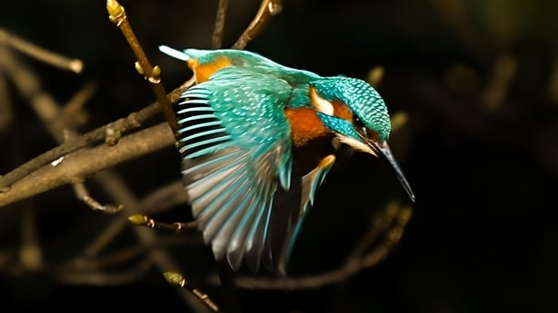 Kingfisher (photo by MGW listener Yuming Lian)