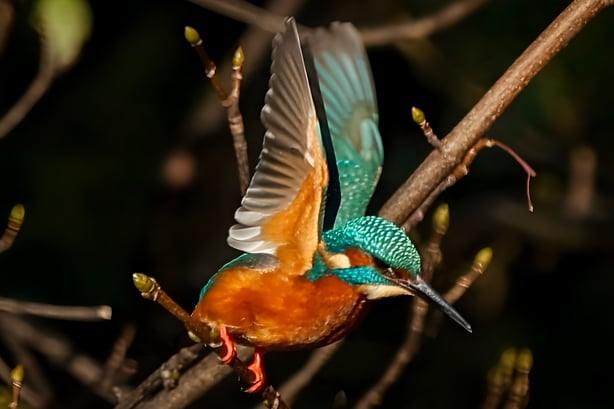 Kingfisher (photo by MGW listener Yuming Lian)
