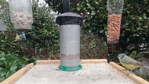 Mooney Goes Wild – The Great Big Garden Birdwatch Live Stream show image