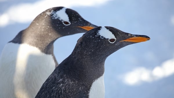 Gentoo penguins make appearance at Songshutang Ski Resort in China
