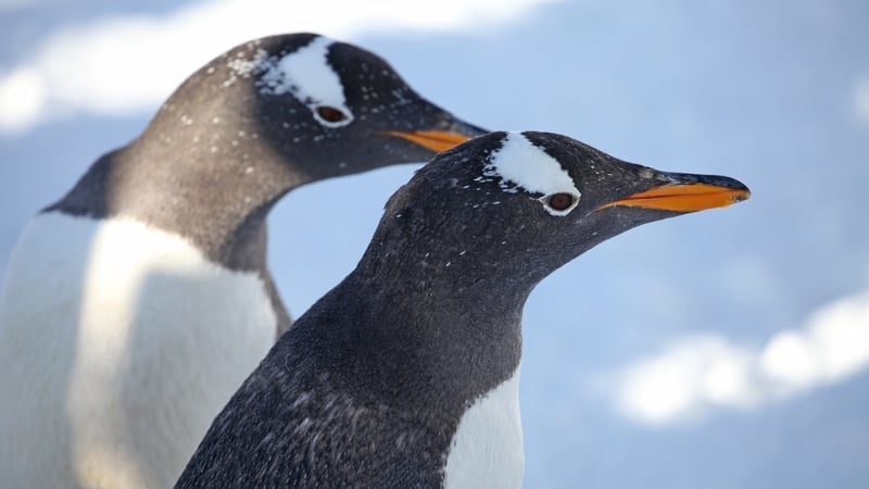 Scientists observed nesting zones of Gentoo (above), Chinstrap and Adelie penguins between 2012 and 2022
