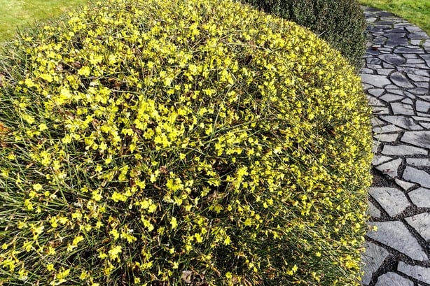 A large garden hedge