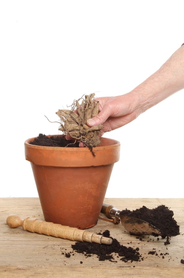 Hand planting a Dahlia tuber into a terracotta pot on a potting bench 
