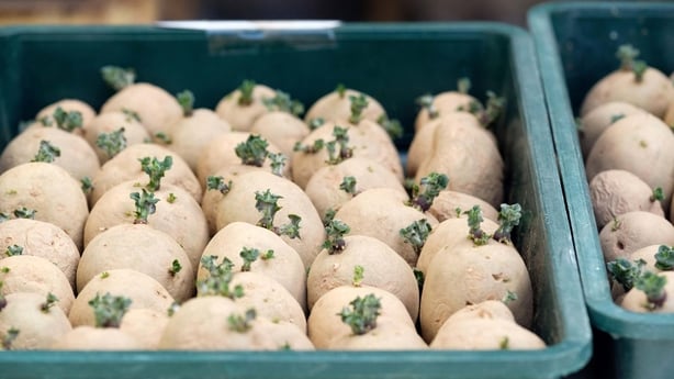 Potatoes in a grower