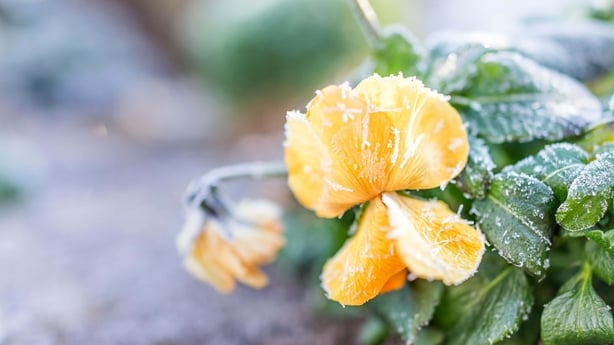 A yellow flower in bloom