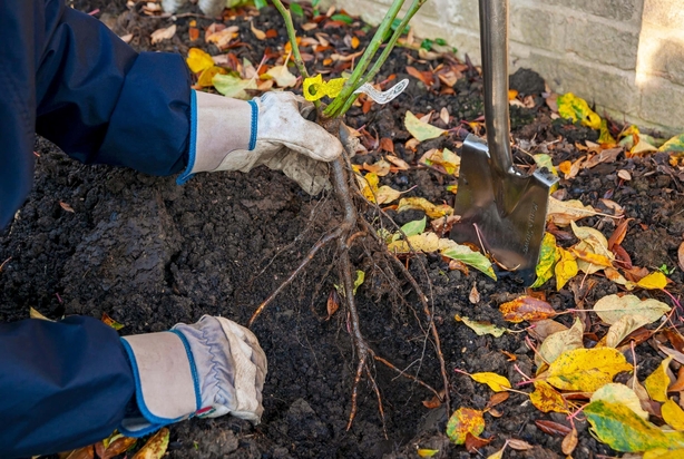 A person uprooting a plant
