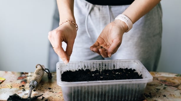 A close-up of hands pouring seeds from a packet into another hand above a soil-filled container, emphasizing home gardening or seed planting techniques.