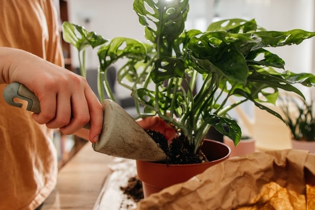 Close-up of hands with a shovel pouring plant soil into a pot with a monstera flower. Transplanting flowers
