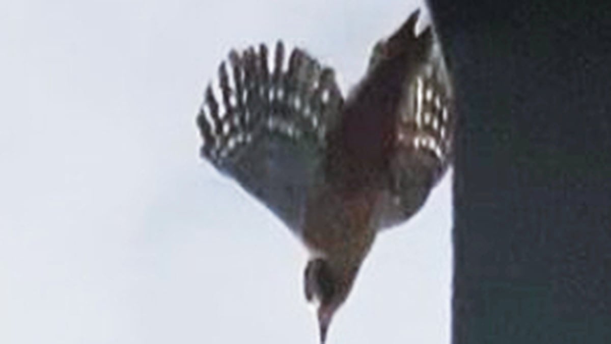 Coping With A Confused woodpecker