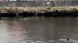 Dolphins Thrill Spectators In Cork City show image