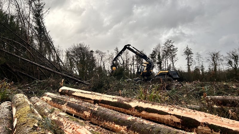 Over 26,000 hectares of forest were damaged by Storm Éowyn which hit this time last year