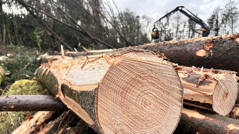 Áirítear gur leagadh 50 milliún crann de bhíthin Stoirm Éowyn anuraidh