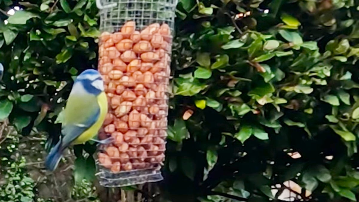 The Great Big Garden Birdwatch