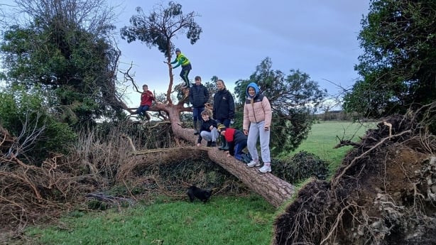 People stand of a tree that has been grounded