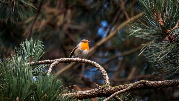 robin on a branch