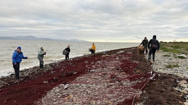 The Marine Institute is seeking the help of "citizen scientists" to track the movements of Oystercatcher birds in Dundalk Bay.