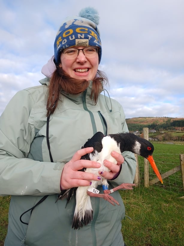 The Marine Institute is seeking the help of "citizen scientists" to track the movements of Oystercatcher birds in Dundalk Bay.