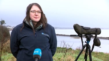 Appeal for citizen scientists to help track oystercatcher birds