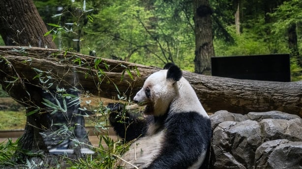 Giant panda Lei Lei eats in its enclosure 