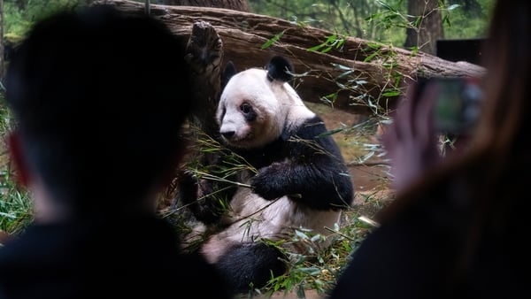 Giant panda Lei Lei eats in its enclosure