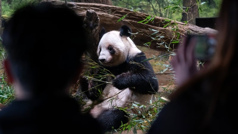 People watch Lei Lei in her enclosure on the last day of public viewings of the giant pandas