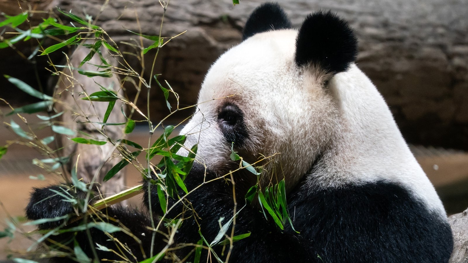 Last two giant pandas leave Japan in diplomatic spat