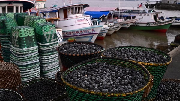 Baskets loaded with acai fruit