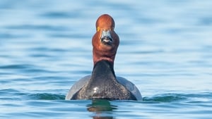 Rare sighting of a redhead bird spotted in Kerry show image
