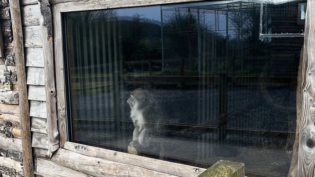 Oscar, a macaque, lives at Secret Valley Wildlife Park and Zoo in County Wexford
