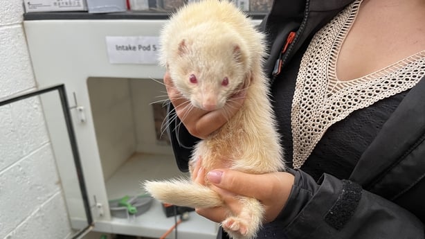 Wagamma, a ferret, lives at the NSPCA centre in Dublin